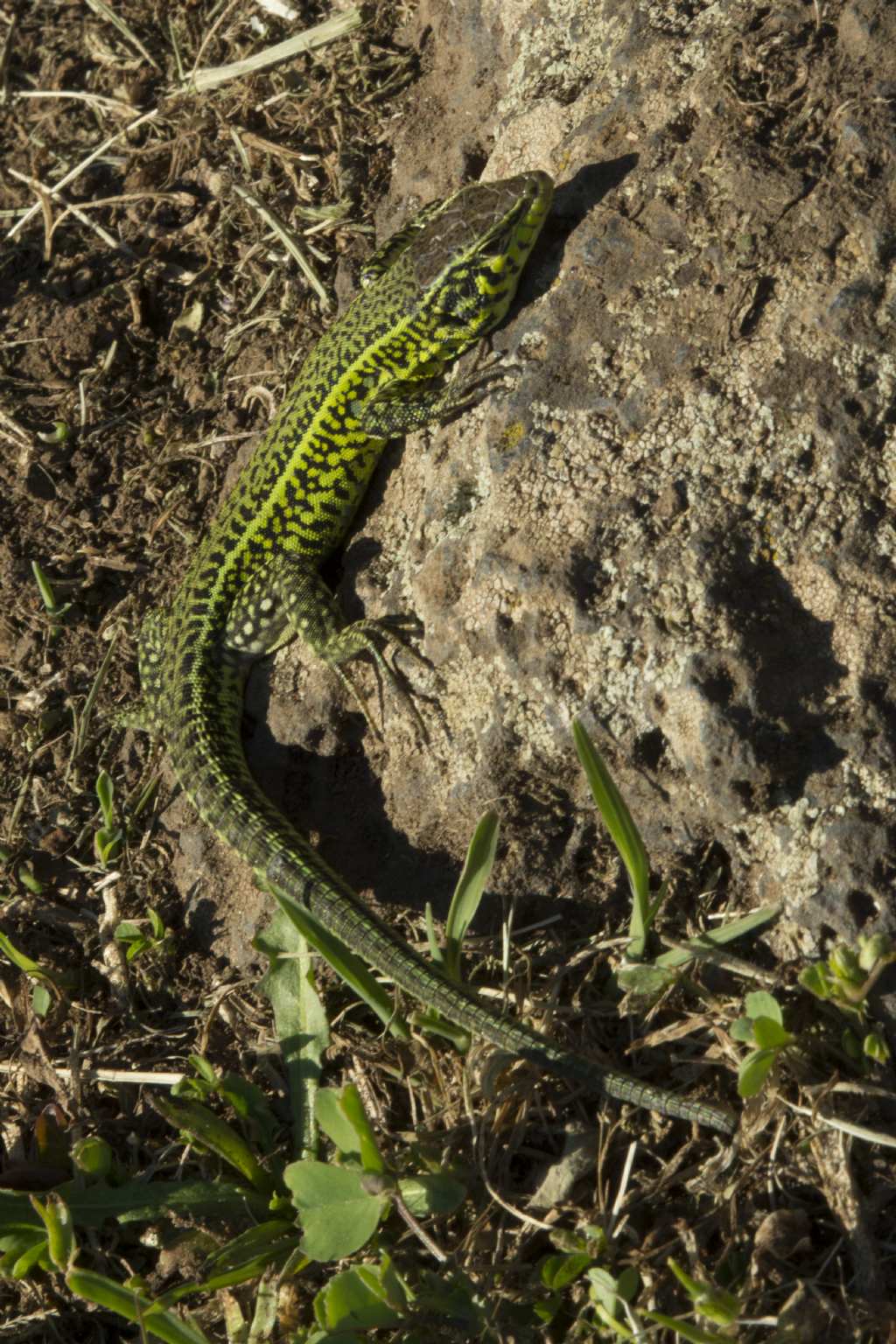 Lacerta bilineata?  No, Podarcis tiliguerta